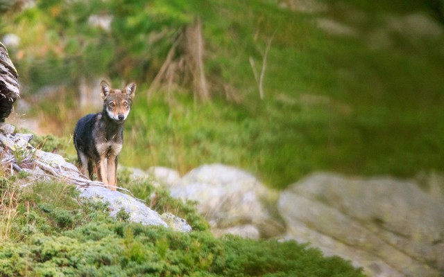 Naïs in the land of wolves