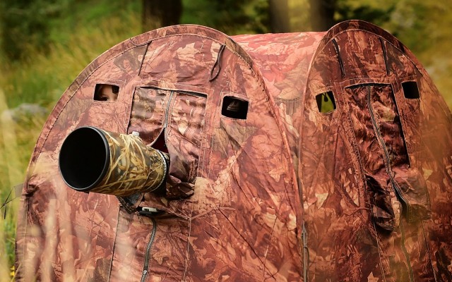 Naïs in the land of wolves