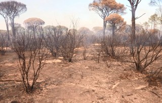 Aperçu de Incendie dans le Var : un désastre pour la biodiversité