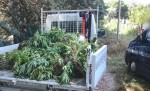 Poster of Les cultures clandestines de Cannabis