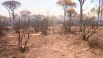 Affiche de Incendie dans le Var : un désastre pour la biodiversité