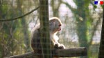 Affiche de L’Arche, refuge pour animaux sauvages captifs