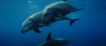 Poster of Dolphins: Human Perspectives